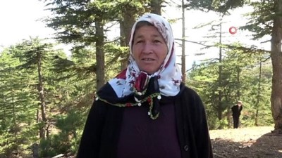 sonbahar -  Ormanda didik didik arıyor, kilosunu 100 liraya satıyorlar Videosu