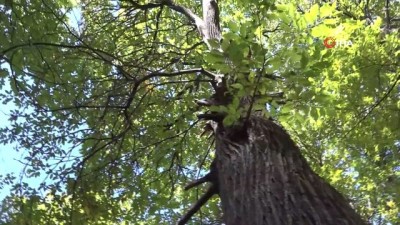 hazine arazisi -  Yaşları 100 ila 800 arasında değişen asırlık ağaçlarda kestane hasadı başladı Videosu