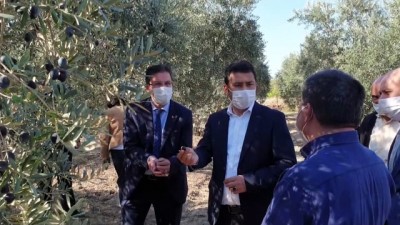 zeytin agaci - Zeytin hasadı başladı - OSMANİYE Videosu