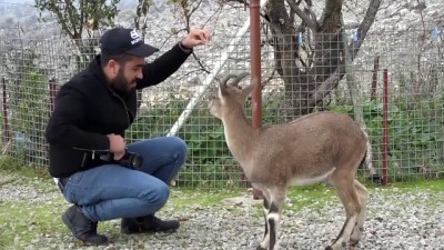 keci - HAKKARİ - Genç kız kardeşlerinin bitkin halde bulduğu dağ keçisine gözü gibi bakıyor Videosu