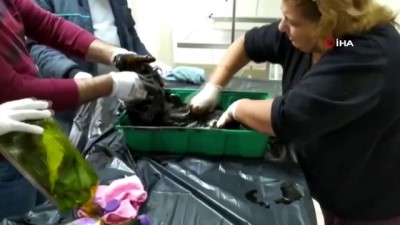 yakit tanki -  Yakıt tankına düşen kedi, zeytinyağı  ile 2 saatte temizlendi Videosu