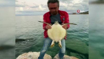 naylon poset -  İp ve poşete dolanan Caretta Caretta'yı balıkçılar kurtardı Videosu