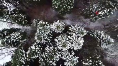 kar yagisi -  Kar yağdı, çam ağaçları görsel şölen oluşturdu Videosu