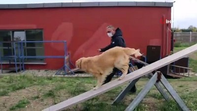  AFAD’ın sınavını geçen köpekler afetlerde görev alıyor