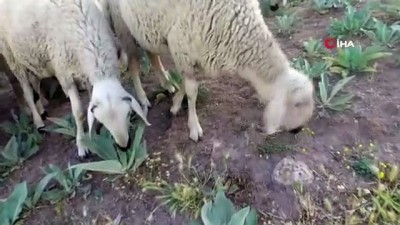 tarim arazisi -  Aksaray'da tarımsal üretim değerinde artış Videosu