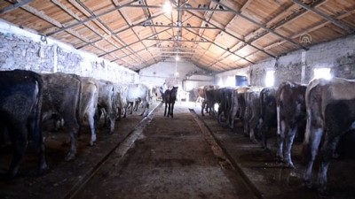 fi yapi - ARDAHAN - Kaybolmaya yüz tutan 'Zavot sığırı'nın sayısı devlet desteğiyle arttı Videosu