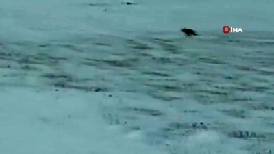 kar yagisi -  Kurt sürüsü böyle görüntülendi Videosu