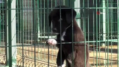begendik -  Sokak hayvanları için otel konforunda geçici bakım merkezi Videosu