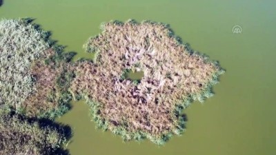 pelikan - AYDIN - Kuruduktan sonra yeniden oluşan Azap Gölü, ziyaretçilerini bekliyor Videosu