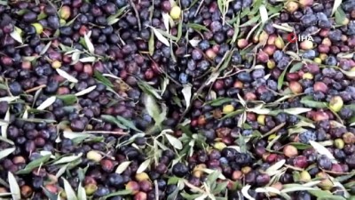 korfez -  Balıkesir’de 50 yıllık zeytinyağı fabrikası yüzde 65 hibe desteği ile yenilendi Videosu