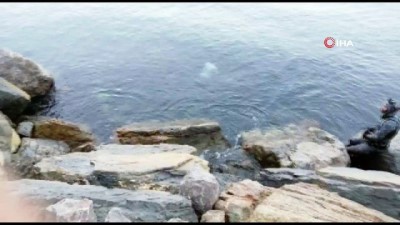 cansiz manken -  Pendik'te sahilde denizden erkek cesedi çıkartıldı Videosu
