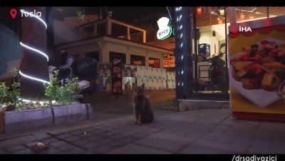 yagmurlu -  Tuzla'da kısıtlama günlerinde sokak hayvanları unutulmadı Videosu