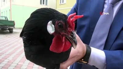 gunes isigi -  Hacıkadı tavuk ırkının nesli tükenmek üzere Videosu