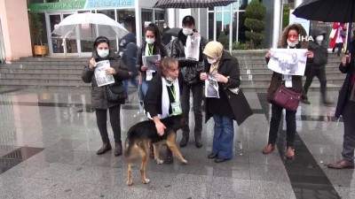 hayvan haklari -  İzmit’te öldürülen köpekler için hayvanseverlerden tepki Videosu