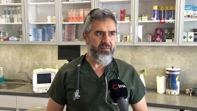 bulduk -  Şans köpeğin yüzlerce kilometrelik iyileşme yolculuğu Videosu