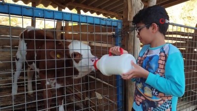 kooperatif -  ÖRKOOP Başkanı Önal: “Süte 50 kuruş zam geldi, ama yemciler duymasın” Videosu