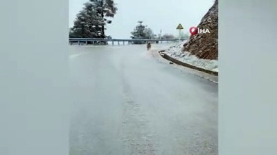 kopek -  - Buzlu yolda kayan sevimli köpek gülümsetti Videosu