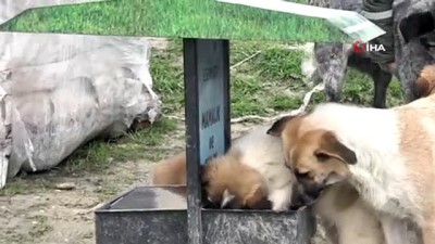 kopek -  Esenyurt Belediyesi hayvan dostlarını unutmuyor Videosu