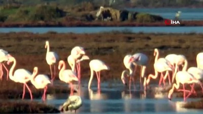 pelikan -  Flamingolar tuzla sulak alanına akın etti Videosu