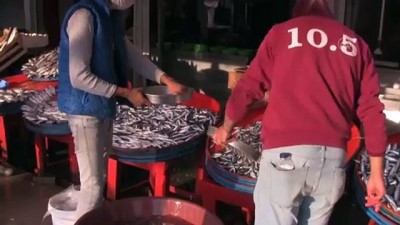 alamut - BALIKESİR - Güney Marmaralı balıkçıların ağları hamsiyle doluyor Videosu
