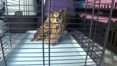 sokak hayvani - KAYSERİ - Kocasinan Belediyesi 3 bin 410 hasta ve yaralı hayvana sahip çıktı Videosu