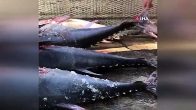 orkinos -  Mersin'de avlanması yasak 'mavi yüzgeçli orkinos balığı' ele geçirildi Videosu