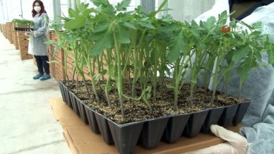 belediye baskanligi -  Sibirya soğuklarında domates üretilecek Videosu