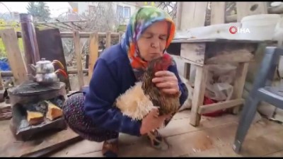  - Tavukları üşümesin diye kazak ördü
- Asiye Akçam, yumurta fiyatlarındaki artış ve havaların soğuk olması nedeniyle tavuklarının kıymetlendiğini söyledi