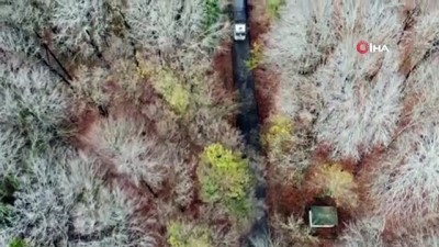 ormana -  Belgrad Ormanı’nda renk cümbüşü kartpostallık görüntüler oluşturdu Videosu