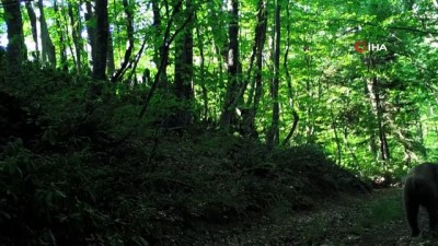  Ormanlardaki yaşam foto kapanlarla izleniyor