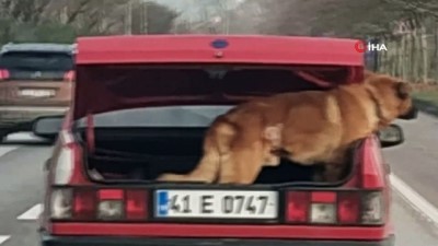 cakal -  Köpeğini arabasının bagajın böyle taşıdı Videosu