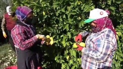 milli gelir -  Meşhur Lamas limonuna AB'de coğrafi işaret için çalışma başlatıldı Videosu