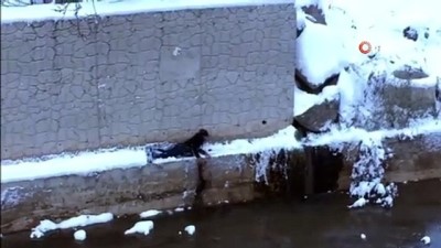 sokak kopegi -  Sokak köpeğini kurtarmak için donmayı göze aldı Videosu