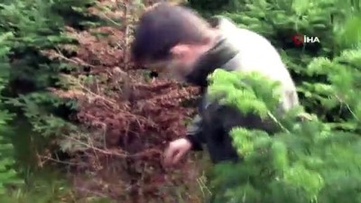 yilbasi cami -  Yılbaşı öncesi kaçak çam ağacı kesimine karşı drone’lu denetim Videosu