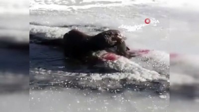 amator kamera -  Su Samuru, buz üstünde balık yerken böyle görüntülendi Videosu