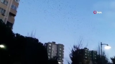 sigircik -  İstanbul semalarında sığırcık kuşlarının muhteşem dansı Videosu
