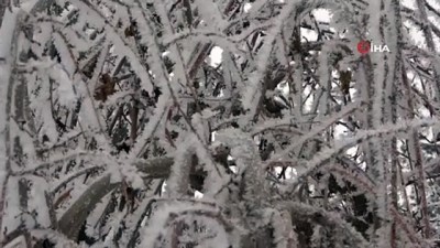  Muş buz kesti... Ağaçlarda oluşan kırağı kartpostallık manzaralar oluşturdu