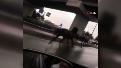 trafik guvenligi -  Sahipsiz atlar şehirler arası yolu hipodroma çevirdi Videosu
