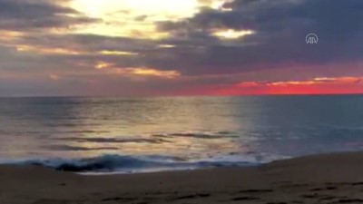 yunuslar - ANTALYA - Alanya sahilinde görüntülenen yunuslar görsel şölen oluşturdu Videosu