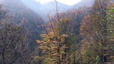 sonbahar - TRABZON - Trabzon yaylalarında sonbahardan kalan renkler ziyaretçi çekiyor Videosu