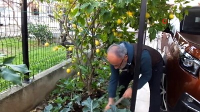 hava sicakliklari -  - Ilık havaya aldanan limon ağaçları çiçek açtı Videosu