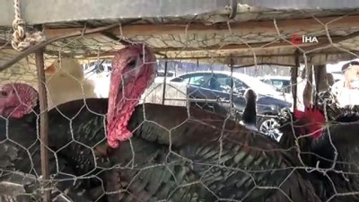 yilbasi -  Pandemi bu yılbaşı öncesi hindi satışlarını olumsuz etkiledi Videosu