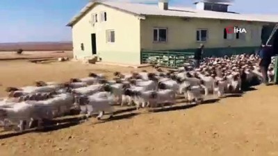 sut uretimi -  37 bin 200 kuzu annesiyle böyle buluştu Videosu