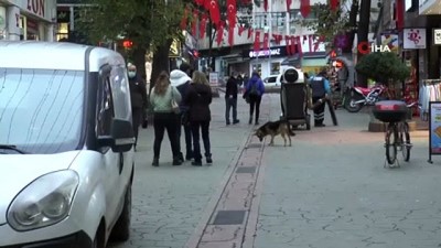 fenomen -  Mazgal köpek caddenin demirbaşı oldu Videosu