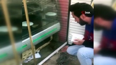 barlar sokagi -  Restoranda mahsur kalan kediyi kapı altından beslediler Videosu