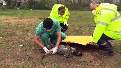 sokak hayvani -  - Hayvan ambulansı hayat kurtarıyor Videosu