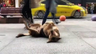 cep telefonu -  Kadıköy’de müziğe ritim tutan sokak köpeği renkli görüntüler oluşturdu Videosu