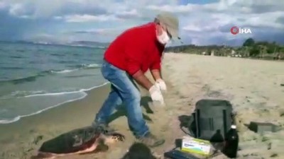 caretta caretta -  Kuşadası’nda iki kaplumbağa ölü olarak kıyıya vurdu Videosu