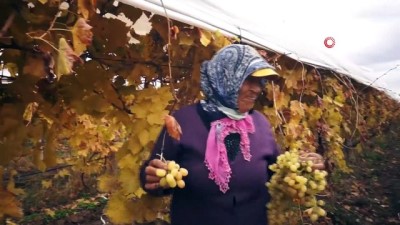 soguk hava deposu -  - Manisa’da kış ayında üzüm hasadı Videosu