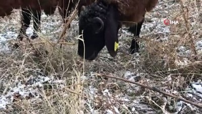 kar yagisi -  Muş’ta kar yağışı Videosu